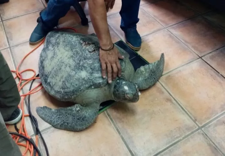 La tortuga olivácea o golfina es de la familia Cheloniidae. Foto cortesía