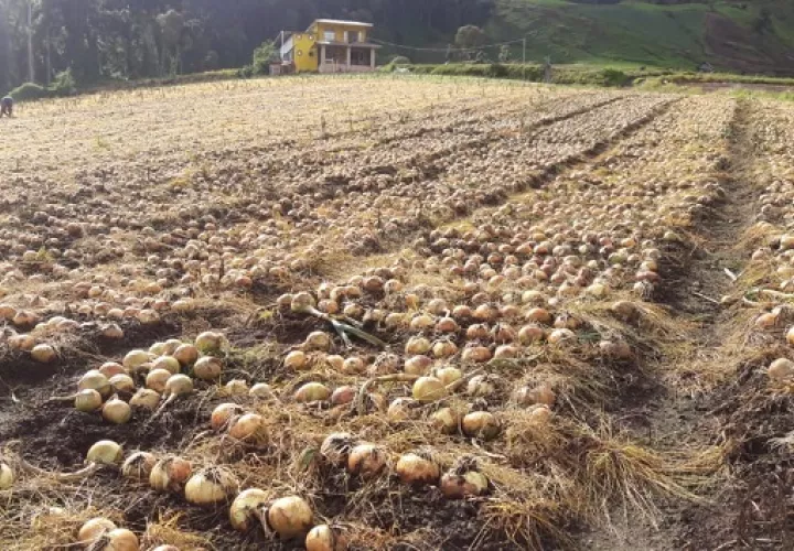 El sector agropecuario ha producido en medio de la pandemia. Archivo