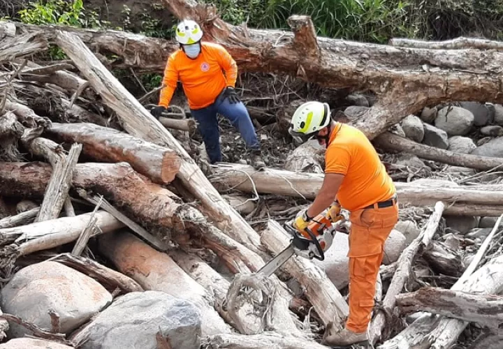 Personal del  Sinaproc participa en el proceso de corte y remoción de tucas. Foto cortesía MiAmbiente