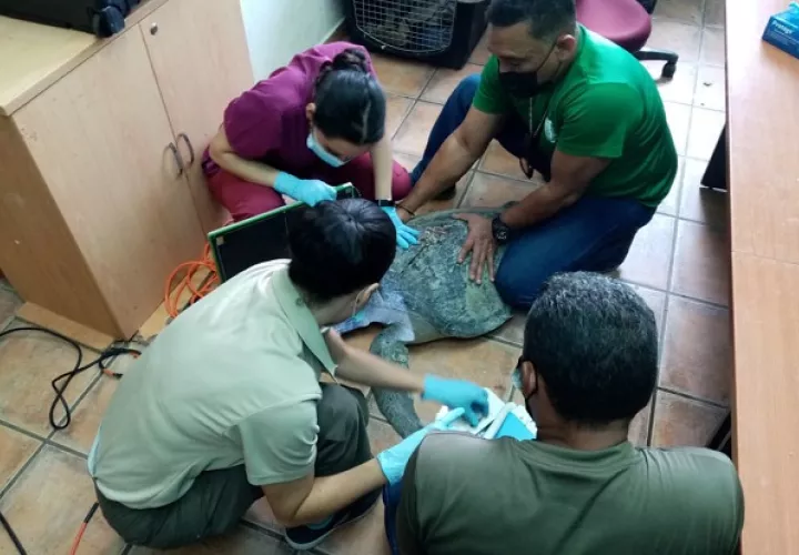 La veterinaria Mariana Parks, de MiAmbiente, le brindó la atención a la tortuga. Foto cortesía