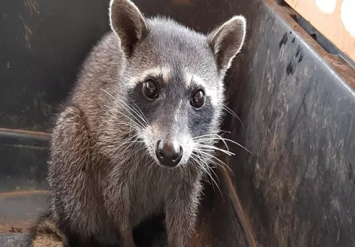 No se debe alimentar a los animales silvestres porque corren el riesgo de tener una mala nutrición.