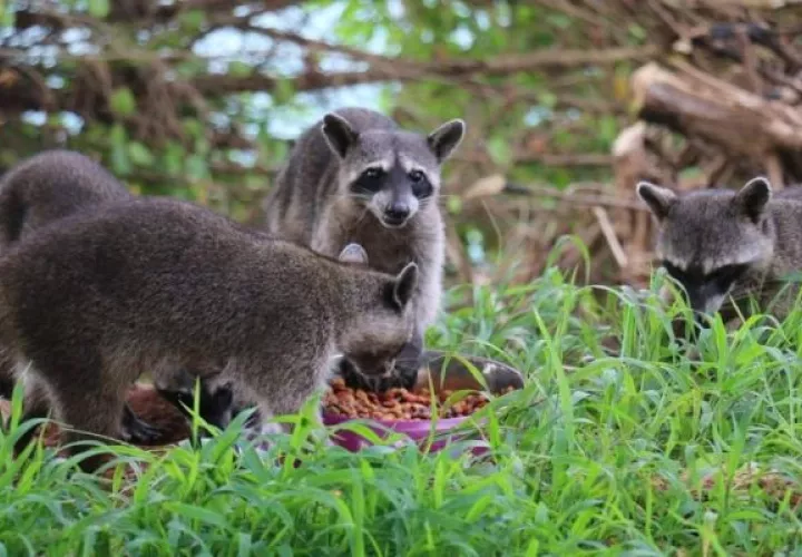 No se debe alimentar a los animales silvestres porque corren el riesgo de tener una mala nutrición.