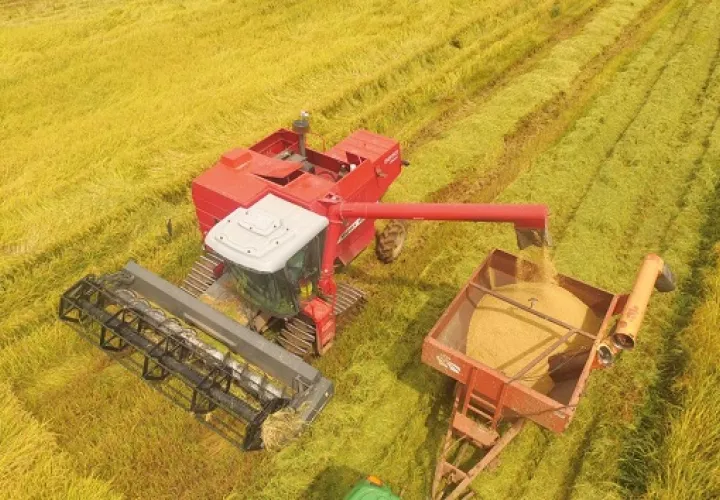 El quintal de arroz húmedo y sucio, se le paga al productor a razón de $24.50 puesto en el molino. Foto/Cortesía