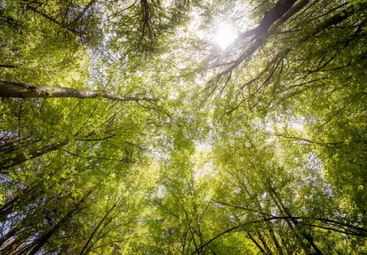 Más de 1,600 millones de personas dependen de los bosques. Ilustrativa / Pexels