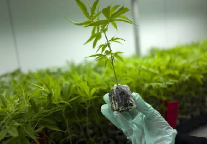 El uso de semillas con fines terapéuticos de esta planta sería autorizado por el Mida. Foto Ilustrativa