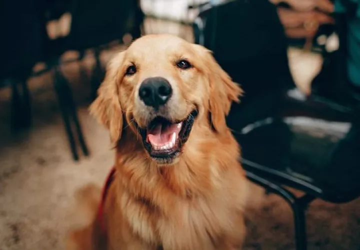 La castración y la esterilización son medidas efectivas para evitar las camadas no deseadas. Foto: Ilustrativa / Pexels