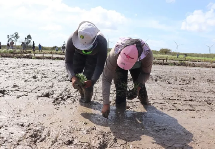 El Proyecto de Desarrollo de Germoplasma de Arroz del Idiap cuenta con una asignación presupuestaria para este año de 20 mil 702 dólares.