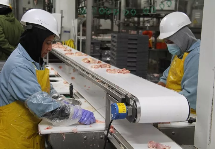 En la actividad avícola panameña participan un importante número de medianos y pequeños productores, que en conjunto con las grandes empresas, generan aproximadamente 9,400 empleos directos y cerca de 75,200 empleos indirectos. Foto/Cortesía