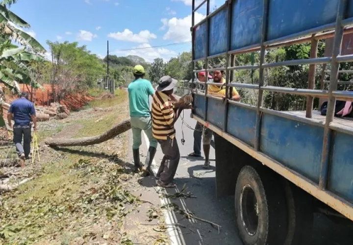Se conoció que el ciudadano detenido había talado ilegalmente árboles de  Teca, Laurel y Caoba Nacional.