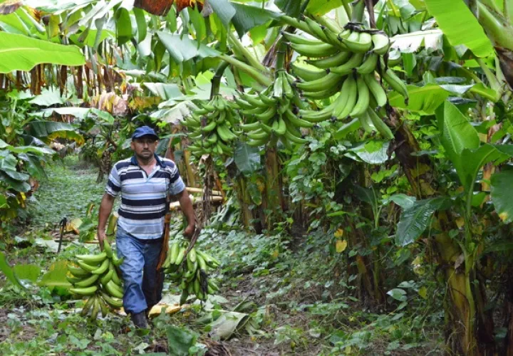En Latinoamérica, por el momento solo se ha detectado la presencia del hongo en el norte de Colombia. EFE