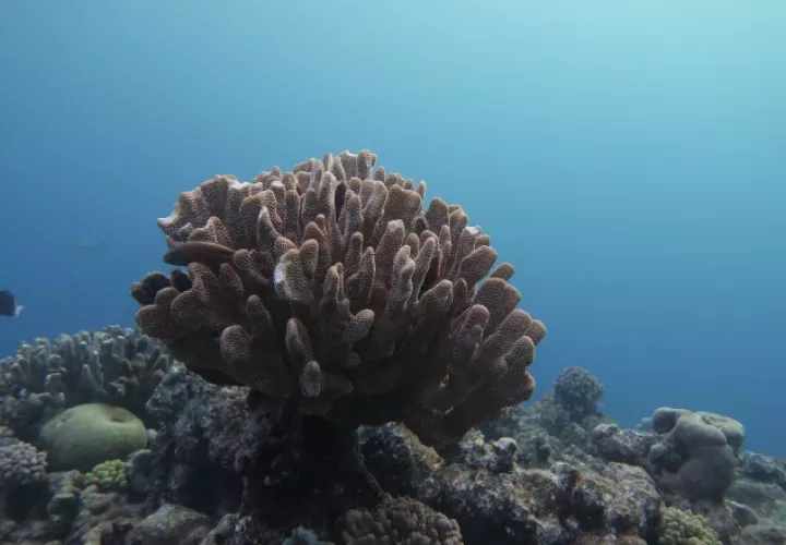 Se evaluaron los corales del Océano Pacífico. Andreas Dietzel