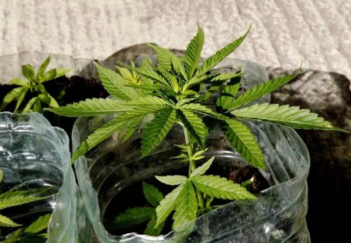 El consumo de la marihuana será con fines recreativos