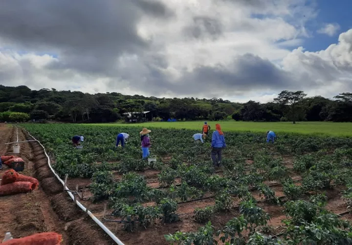 El sector agropecuario creció un 3% el año pasado en medio de la crisis de la pandemia, según datos de la Contraloría General de la República. Foto/Cortesía
