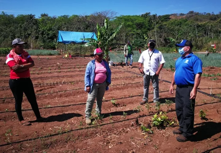 La instalación del sistema de riego por goteo les permitirá a las mujeres en Las Huacas de Natá trabajar la tierra con más seguridad, al contar con agua permanente. Foto cortesía Mides