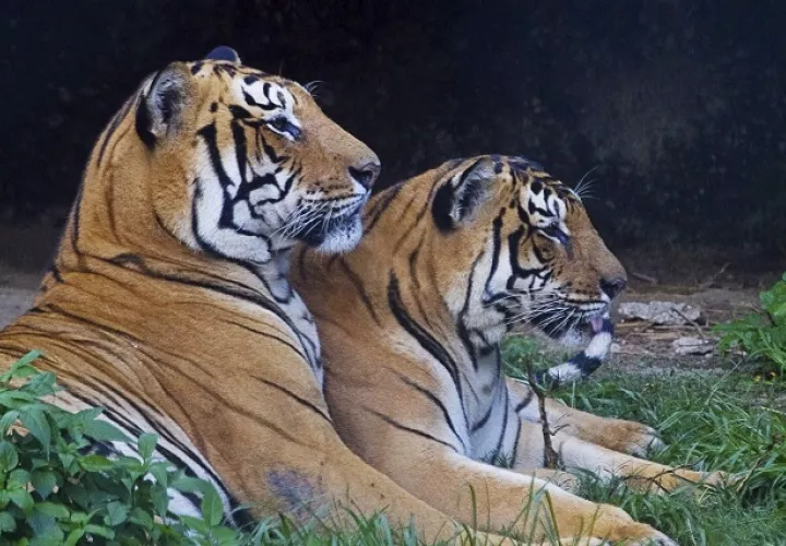 Nepal tiene una población de 235 tigres salvajes, según el último censo elaborado en 2018, casi el doble de los 121 contabilizados en el censo de 2009. Foto: EFE