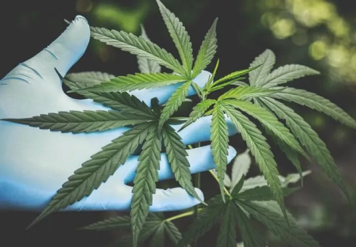 CBD, uno de los ingredientes de mayor éxito en los cosméticos. Foto: Ilustrativa / Pexels
