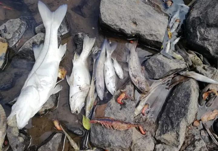 Los informes preliminares revelan que el hallazgo de los peces y camarones muertos se realizó en el balneario del corregimiento de Santa María Cabecera. Foto cortesía MiAmbiente