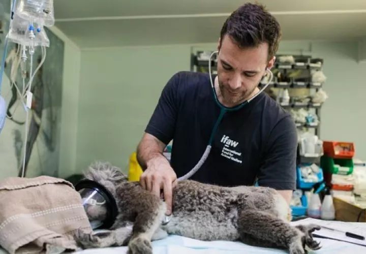 De unos 500 profesionales de la comunidad veterinaria, el 70% indicó que su jornada de trabajo ronda las 60 horas semanales. Foto: Ilustrativa / Pexels