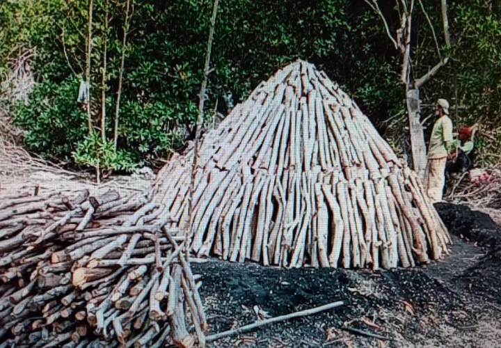 Se encontraron hornos para la elaboración de carbón con madera de mangle rojo y blanco. Foto: Eric A.Montenegro