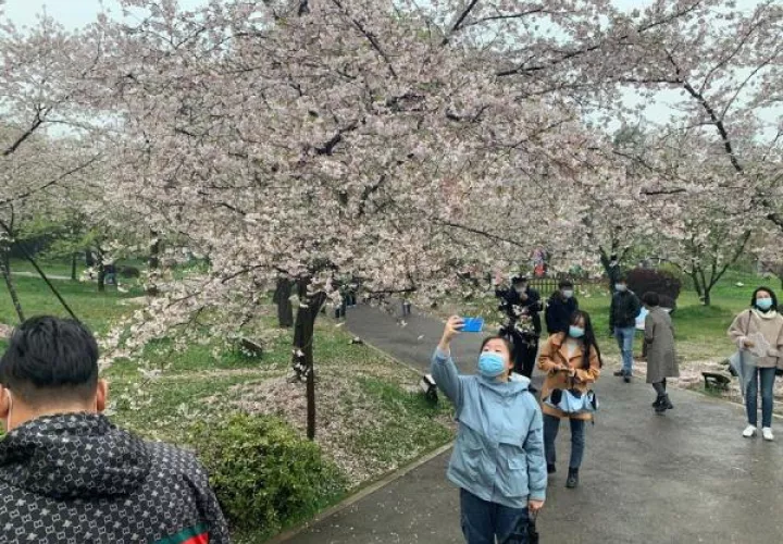 El Jardín de los cerezos del Lago del este de Wuhan. 