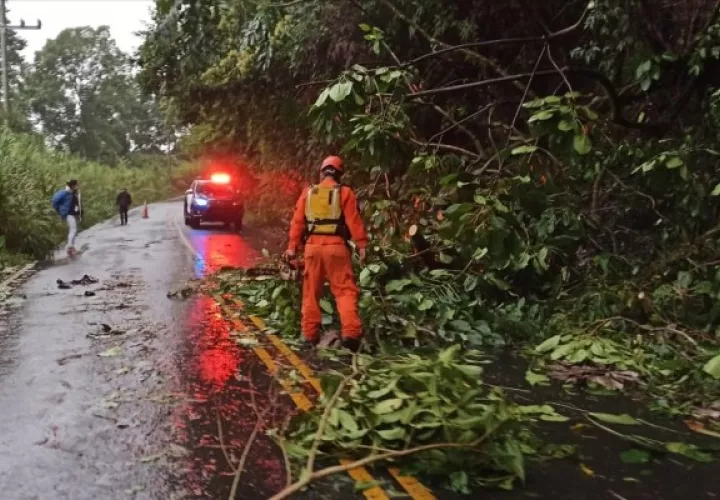 Un árbol quedó en plena vía y fue removido por personal del Sinaproc. Foto: Mayra Madrid