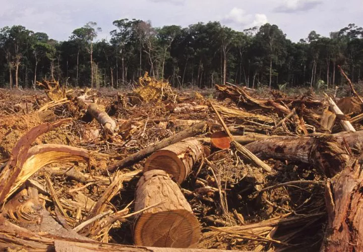 La ganadería es una de las principales causas de la deforestación en Panamá. Foto: Cortesía