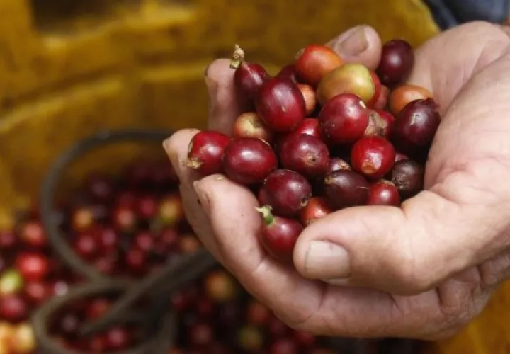 Colombia es el tercer productor mundial de cafe. EFE