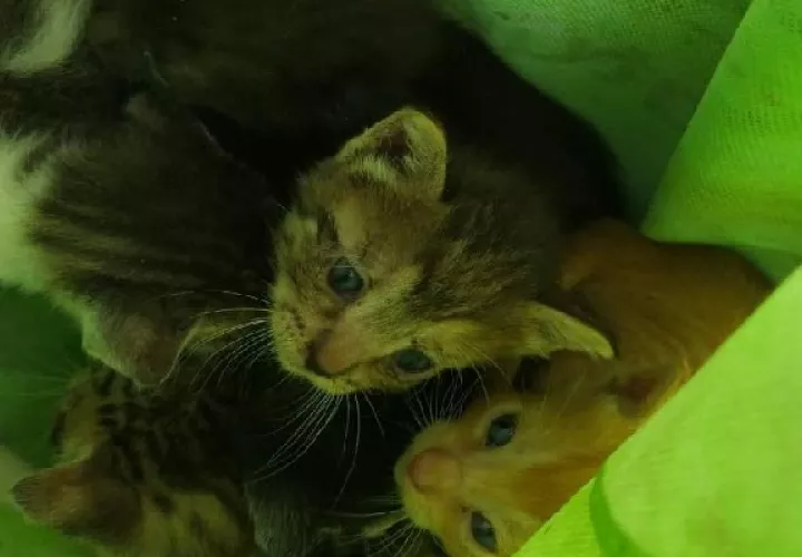 Los cinco gatos fueron salvados por las unidades de los Linces de la Policía Nacional. Foto: José Vásquez
