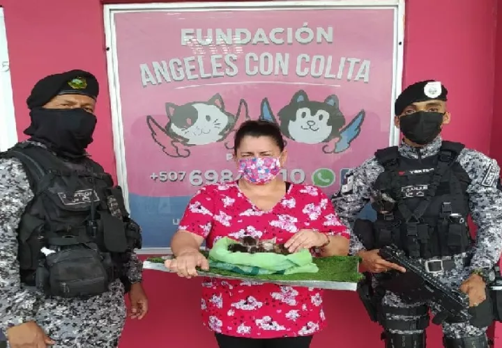 La fundación Ángeles con Colitas se comprometió a buscar a familias que adopten a los gatos. Foto: José Vásquez 