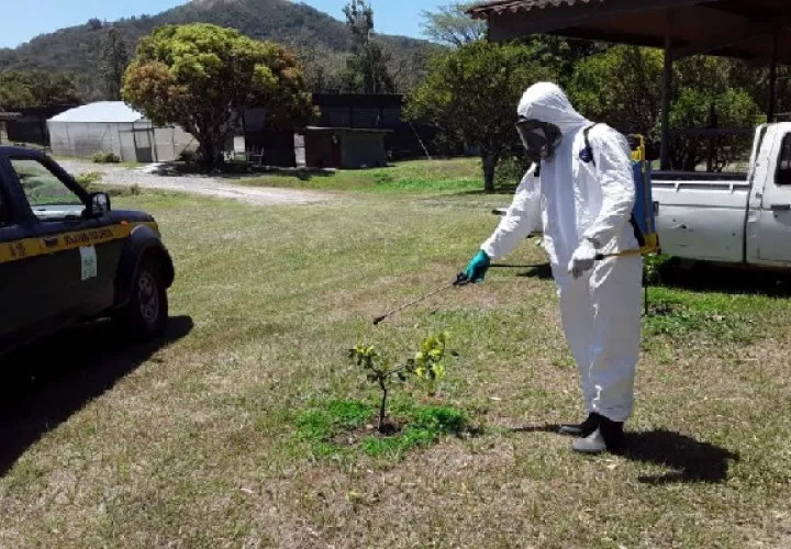 La Dirección de Sanidad Vegetal del Mida informó que esta bacteria se detectó en el traspatio de una residencia.