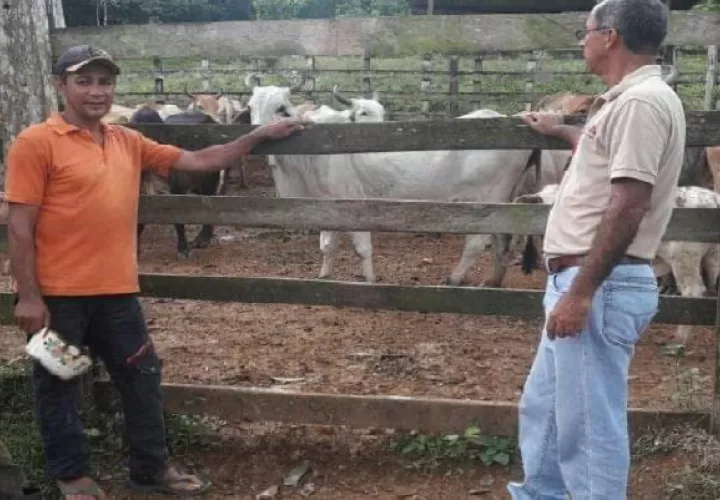 Al formar parte del  Sistema Integrado de Gestión Agropecuaria de Panamá, los productores colonenses tendrán un mejor acceso a los programas. Foto: Diomedes Sánchez
