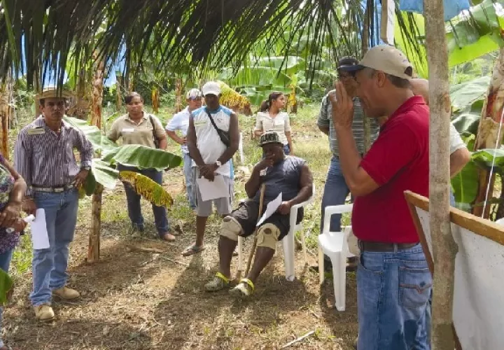 La provincia de Colón cuenta con producción de Coco, plátano, café, ganado bovino ente  otros rubros que se producen en menor escala. Foto: Diomedes Sánchez