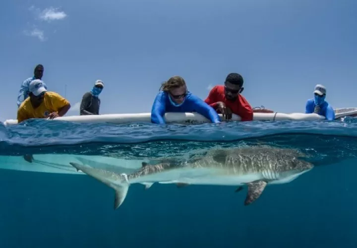 Dra. Rachel Graham midiendo un tiburón de arrecife. Foto: Cortesía