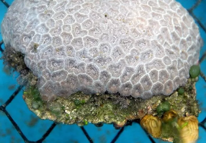 Los Montastraea cavernosa, conocido como gran coral estrella, son los más comunes en el área norte de la barrera coralina de Florida. Foto: EFE