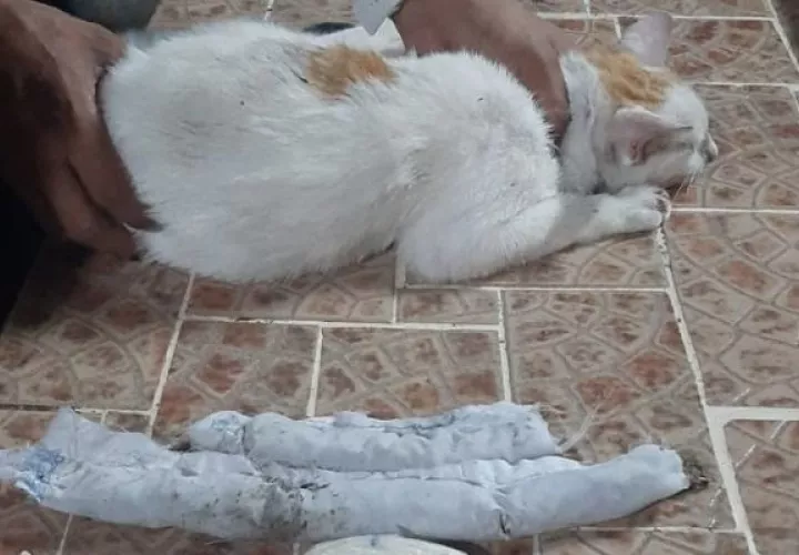 El gato buscaba ingresar al penal de Nueva Esperanza.