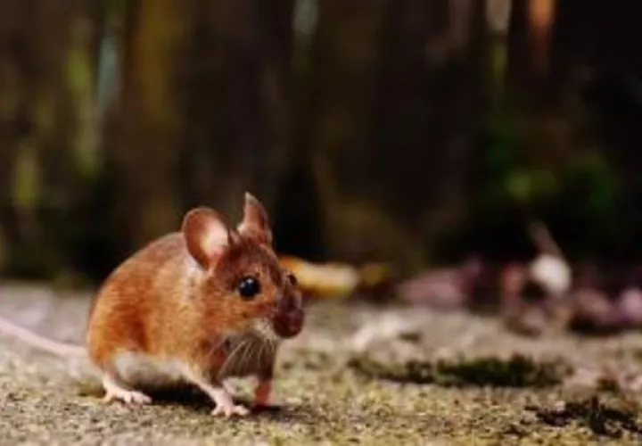 En lo que va del año 2021 se han registrado 3 casos de enfermedad por Hantavirus. Foto Cortesía: Minsa. 