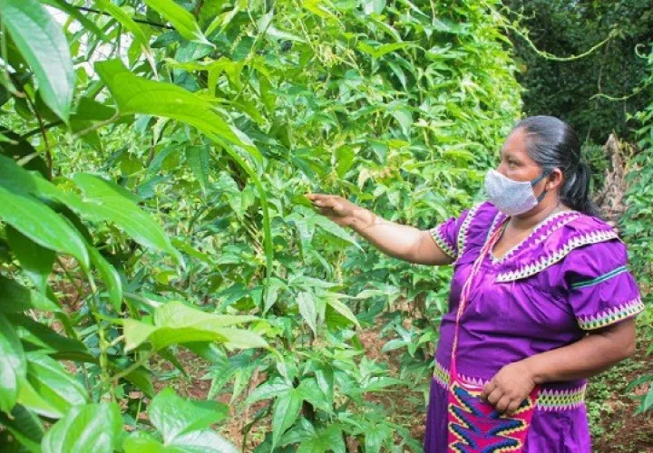 Los conocimientos ancestrales de los indígenas ayuda el manejo sostenible de los bienes naturales. Foto: Cortesía / FAO