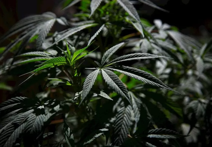 Vista de plantas de marihuana el 4 de abril de 2021 frente a la sede del Senado de la República en Ciudad de México (México). Foto: EFE