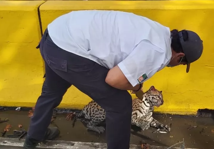 El ocelote fue evaluado por médicos veterinarios. Foto: Mayra Madrid