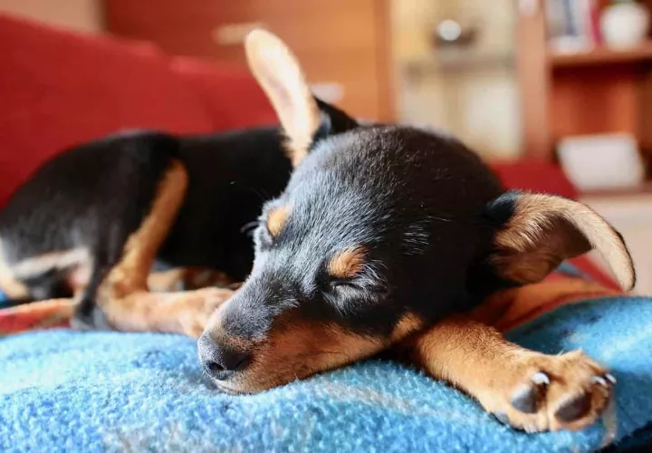 Es una enfermedad que afecta el oído de los perros. Instagram