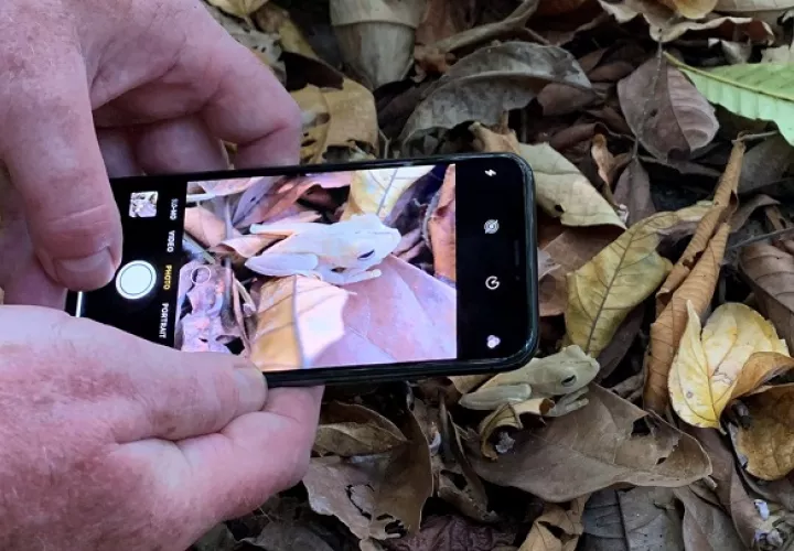 Las personas pueden tomar las fotografías usando la app iNaturalist. Foto: Cortesía Audubon Panamá