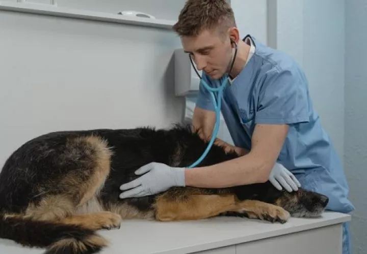 Los médicos veterinarios son claves para el fortalecimiento de la salud global. Foto: Ilustrativa / Pexels