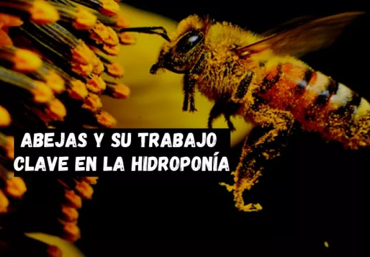 Cada 20 de mayo se celebra el Día Mundial de las Abejas.