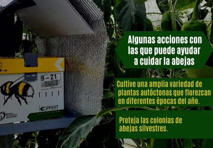 Algunas acciones con las que puede ayudar a ciudar la abejas.