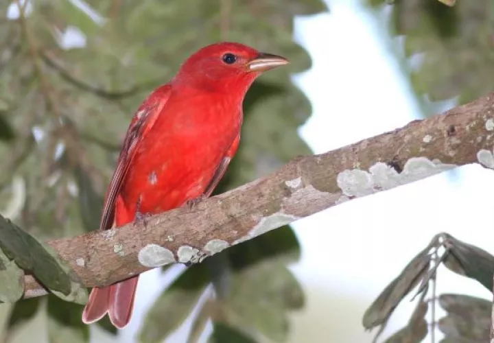 El año pasado 862 participantes que incluyeron niños, jóvenes, adultos, adultos mayores, científicos, grupos comunitarios y apasionados observadores de aves. Foto: Cortesía ATP