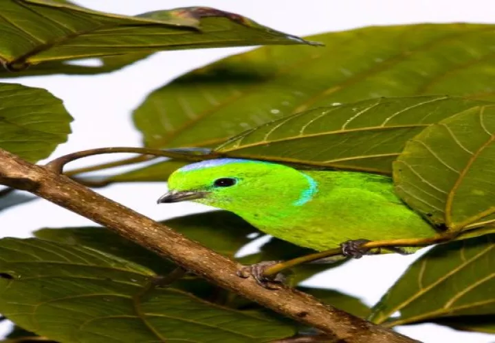 El año pasado 862 participantes que incluyeron niños, jóvenes, adultos, adultos mayores, científicos, grupos comunitarios y apasionados observadores de aves. Foto: Cortesía ATP
