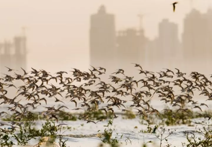 El año pasado 862 participantes que incluyeron niños, jóvenes, adultos, adultos mayores, científicos, grupos comunitarios y apasionados observadores de aves. Foto: Cortesía ATP