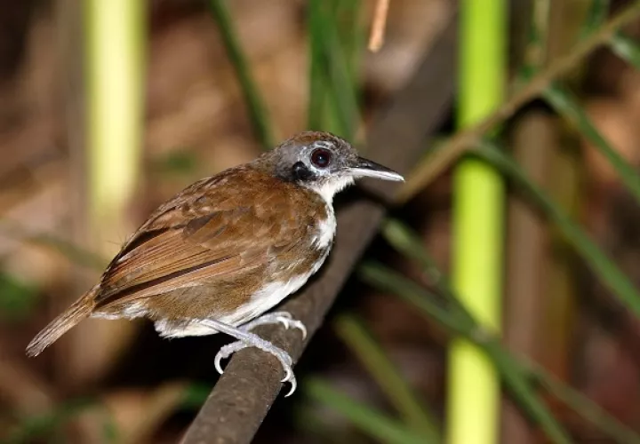 Panamá es paso obligatorio de aves migratorias.