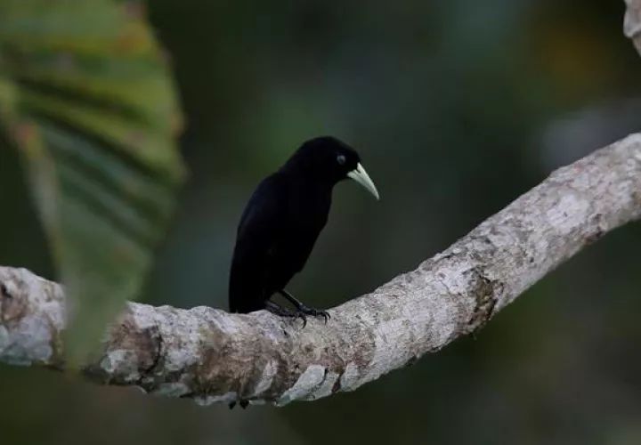 Fotografía de un pájaro cacique lomiescarlata (Cacicus microrhynchus) tomada desde el Canopy Tower, el 8 de mayo del 2021, en el Parque Soberanía de Ciudad de Panamá (Panamá). 
