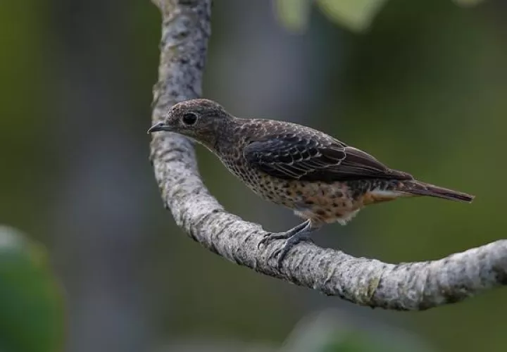 Fotografía del pájaro cotinga azul (cotinga nattererii ) tomada desde el Canopy Tower, en el Parque Soberanía. EFE